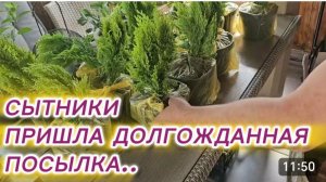 САМВЕЛ АДАМЯН, СЫТНИКИ, ПРИШЛА ДОЛГОЖДАННАЯ ПОСЫЛКА..