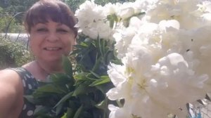 Чай из лепестков пионов. Вырастили сад из косточек. Дела не заканчиваются. Занимаюсь в огороде.
