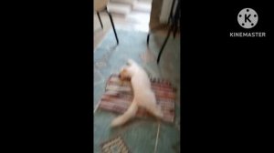 Милота! Кошка