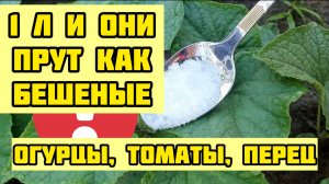 1 Литр под Огурцы, Томаты, Перец и они попрут как Бешенные!