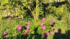пионы расцвели в огороде в деревне