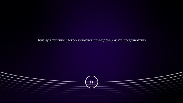 Почему в теплице растрескиваются помидоры, как это предотвратить