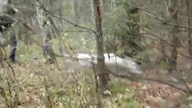Английский сеттер EDO od RACE вальдшнеп смотреть онлайн