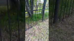 вечерний стрим