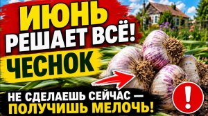 Что делать с чесноком в ИЮНЕ для крупных головок и большого урожая, сереты ухода и полива