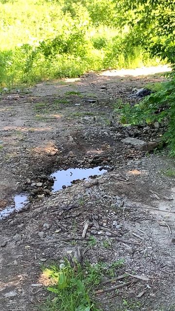 Воробьи пьют