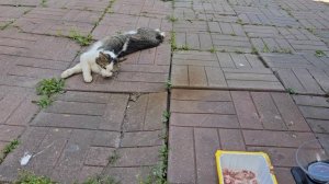 Певец Владимирской области расплавился и есть не желает, унесите 🐈