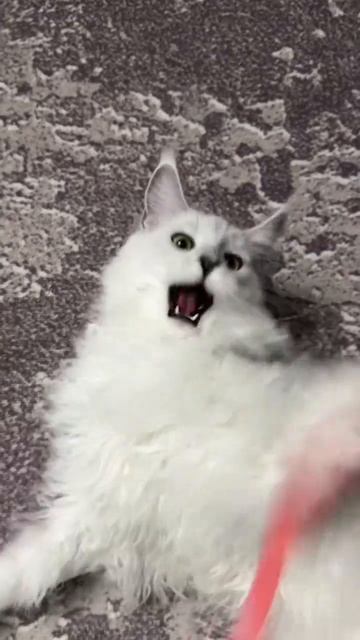 Автор видео: Luntos_mainecoon