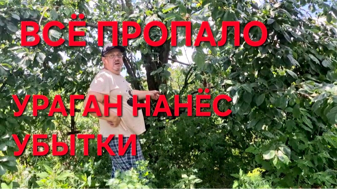 1294 Последствия Урагана на Кубани. Деревья поломало. Такого никто не помнит.