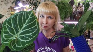Способы укоренения черенков, посадка в кокосовый субстрат