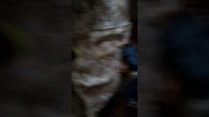 Один день из жизни кошки Кнопы 🐾