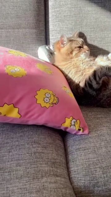 КоТики собачки и ван дамм !!!