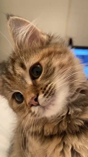 Автор видео: Love_about_cats