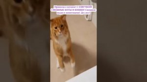 СМЕШНЫЕ КОТЫ 😺 2026 ЛУЧШИЕ ПРИКОЛЫ С КОТАМИ ,КОШКАМИ ,ЖИВОТНЫЕ,СМЕШНЫЕ ВИДЕО,ОЗВУЧКА