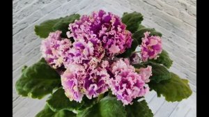 Фиалка АВ Моника Белуччи