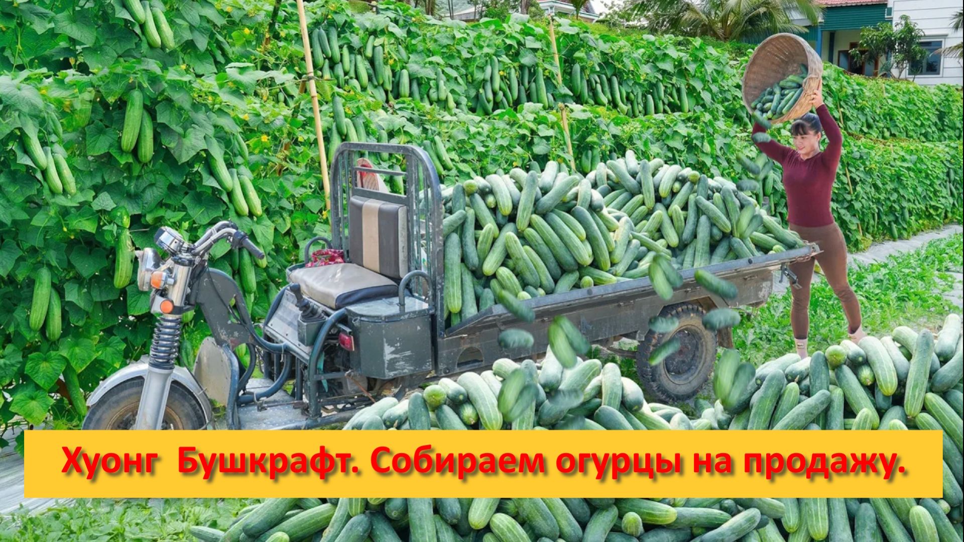 Хуонг Ферма Бушкрафт. Вьетнам. Собираем огурцы на продажу.