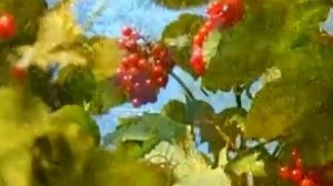 Клипы. Андреев Н. Маякsем. 291