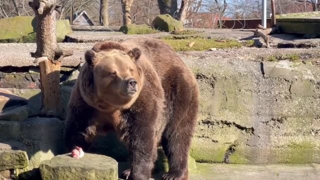 Косолапый бурый медведь Фима из Калининградского зоопарка рыщется в поисках вкусняшек.