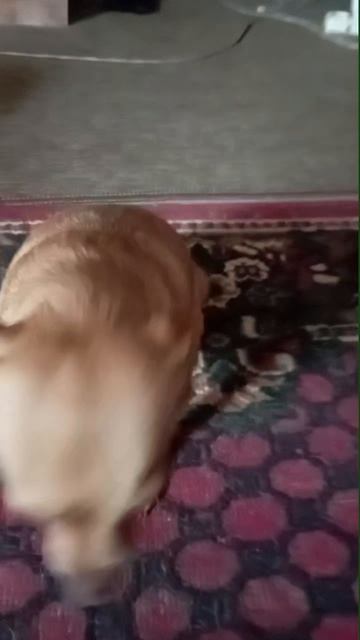 Питомцы моей подруги