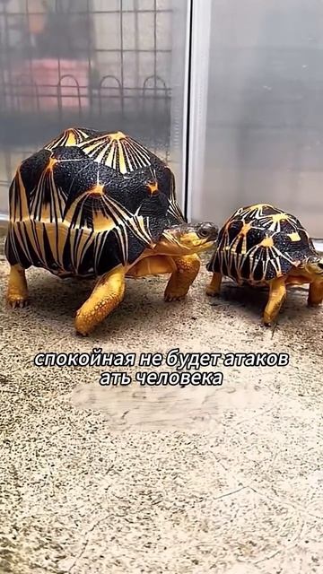 Животные приколы и не только🙂
