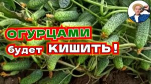 ОГУРЦЫ НЕ РАСТУТ и завязь опадает Спасем и будут плодоносить непрерывно!