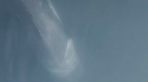 В Мурманской области спасают измождённого краснокнижного кита