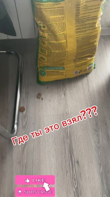 Кот Котя снова шалит
