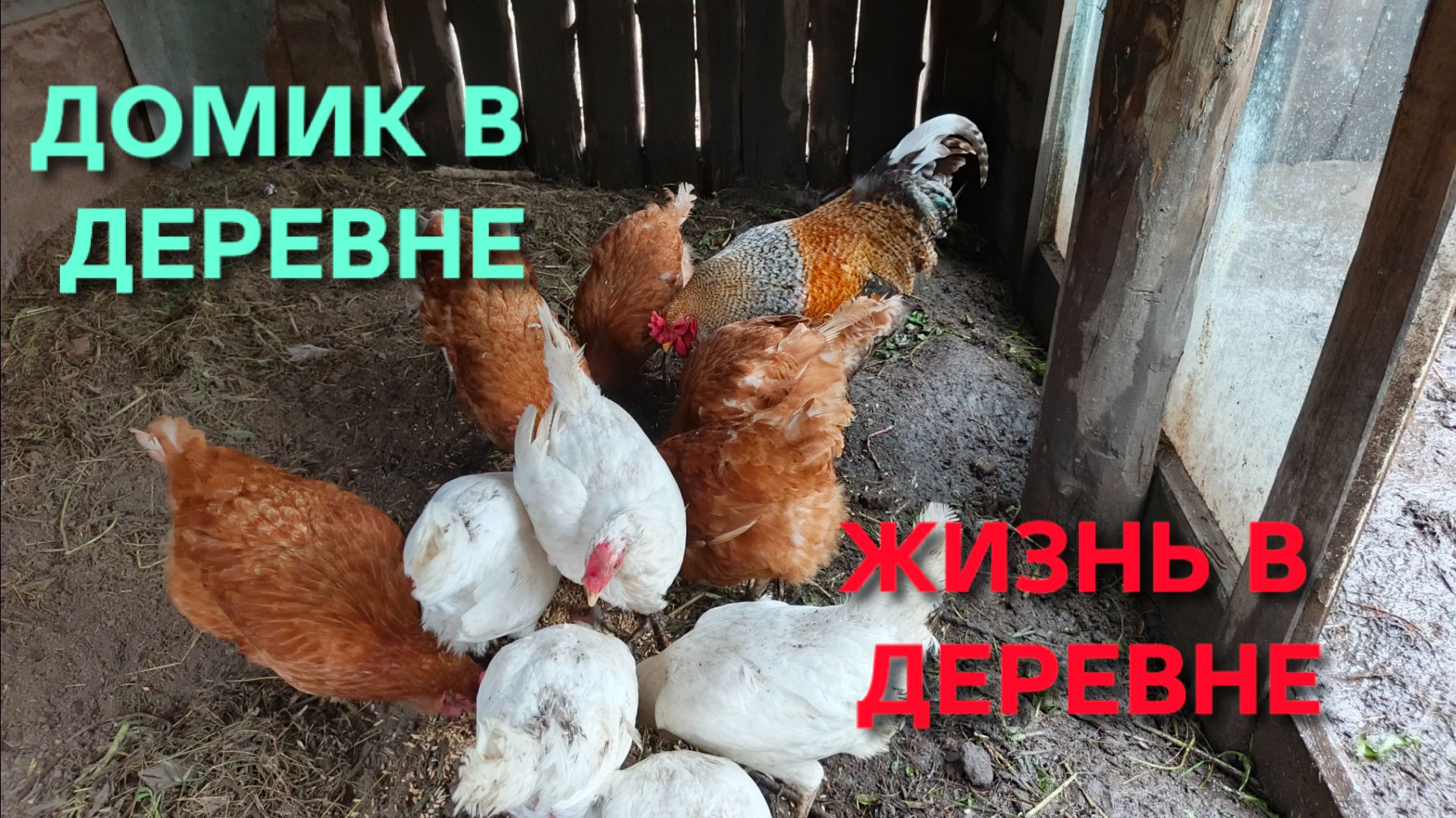 Домик в деревне Сбор яиц у кур после грозы У уток настоящий потоп