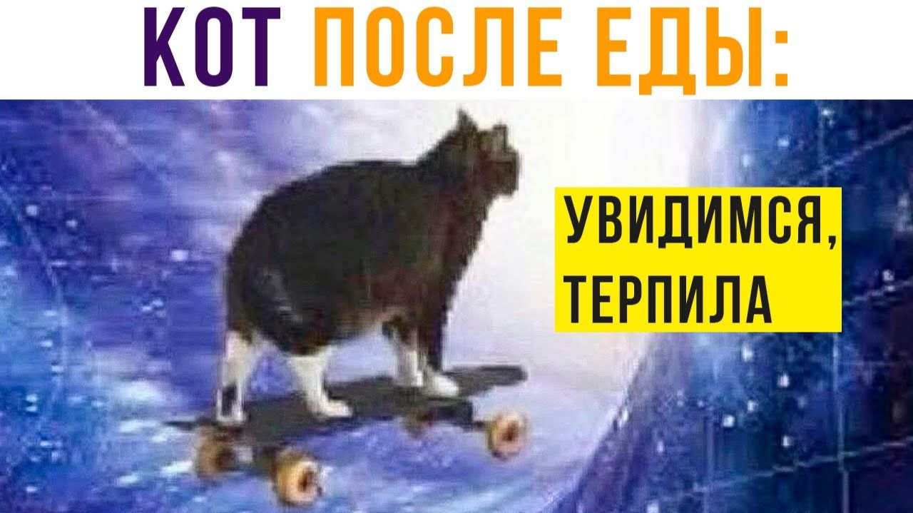 КОТ ПОСЛЕ ТОГО, КАК Я ЕГО ПОКОРМИЛ))) Приколы смотреть онлайн