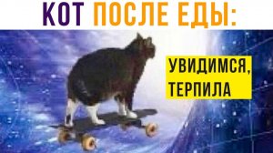КОТ ПОСЛЕ ТОГО, КАК Я ЕГО ПОКОРМИЛ))) Приколы