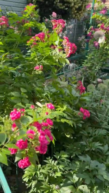 Динки🌺12 июня🌺