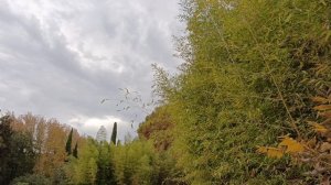 #Сочи парк Южные культуры очень уютно , много деревьев и самолётики близко видно и слышно !