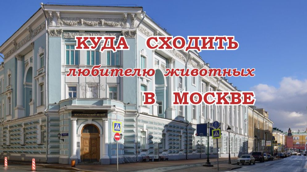 Куда сходить любителю животных в Москве? (вопрос из стрима от 11.06.26)