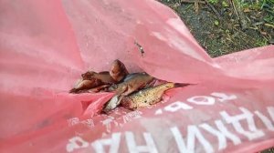 рыбалка и поход по чагу