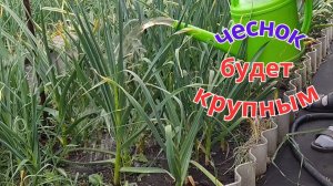 Чем подкормить чеснок в июне, чтобы головка наросла крупной.