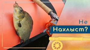 Карась и красноперка на евронимфу в стоячей воде