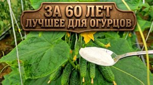 Добавьте ЭТО в воду, и ваш огород будет ломиться от огурцов, томатов перца.