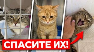 Болезни животных... Лечить или усыплять?