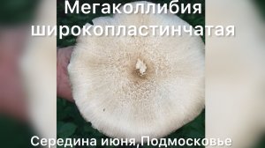 Мегаколлибия широкопластинчатая Подмосковье Июнь месяц Съедобные грибы