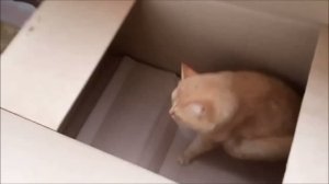 Любимая коробка
