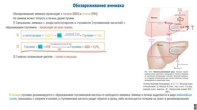 Биохимия белков часть 2. Обезвреживание аммиака, синтез мочевины