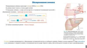 Биохимия белков часть 2. Обезвреживание аммиака, синтез мочевины