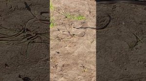 Мы купаться на реку Вятка 12.06.2026 год