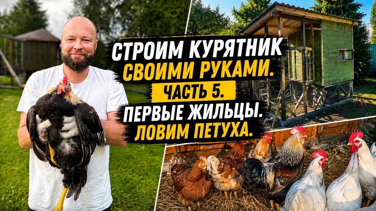Строим курятник своими руками. Часть 5. Первые жильцы. Ловим петуха.