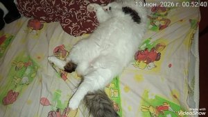 Мариуполь 🐈🐈🐈🐈 сладко спим.🌛
