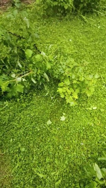 Кусты смородины приплющило к земле