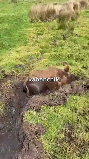 Кабанчики Видео AxAhO