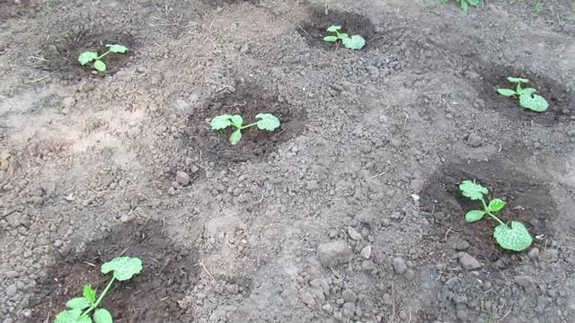 Подкормка кабачков в июне для богатого урожая