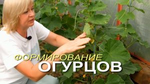 🥒Формировка ОГУРЦОВ.