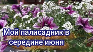 Мой палисадник в июне. Новые стойки своими руками, наконец- то избавилась от старых покрышек.